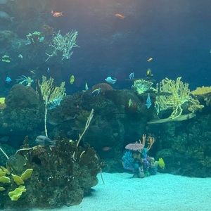 Meet your Posher, Royce